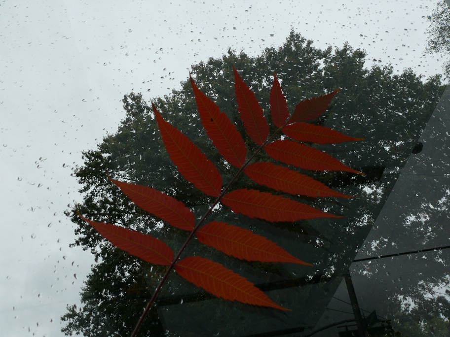 L1680038.JPG