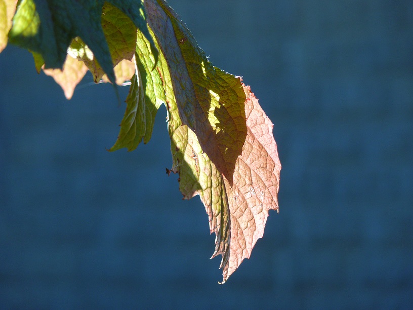L1700899.JPG