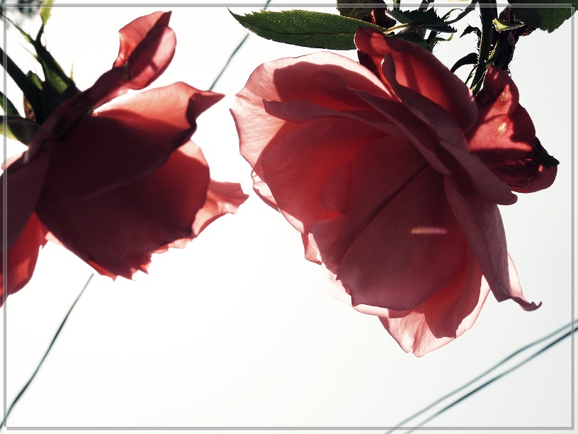 l1700624_conew1.jpg