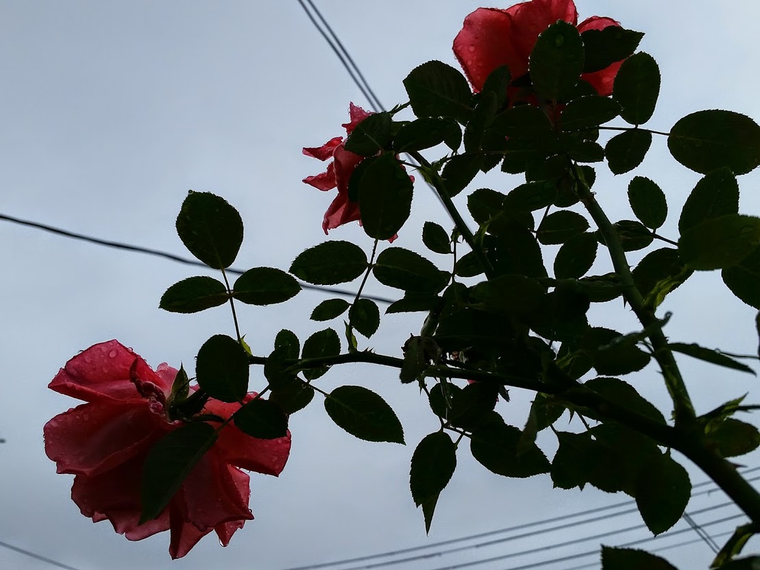 20141004_150307[3].jpg