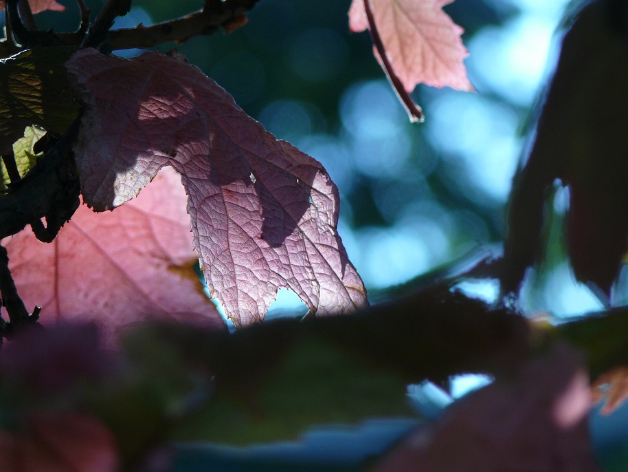 L1700705.JPG