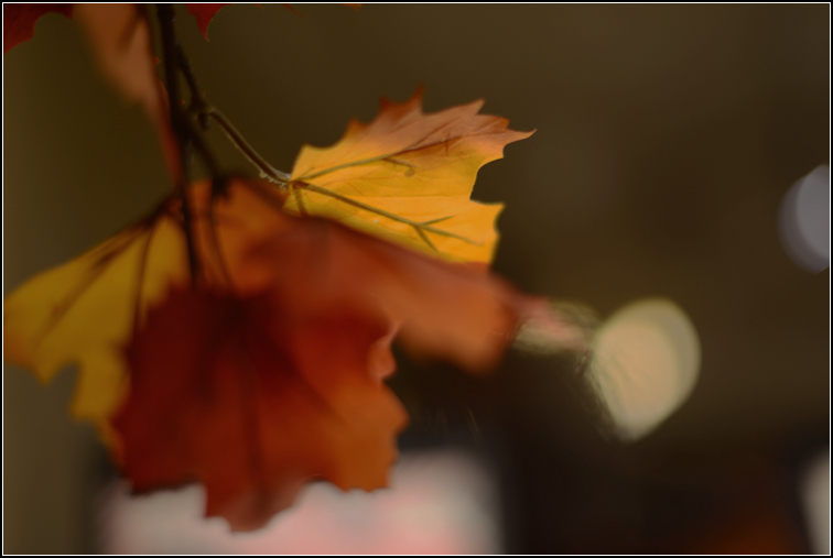 DSC_7181.jpg