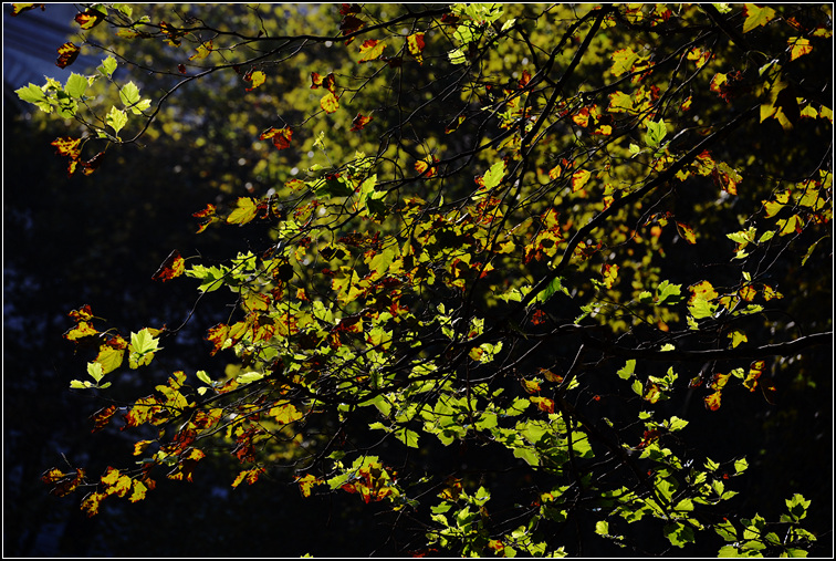 DSC_5117.jpg