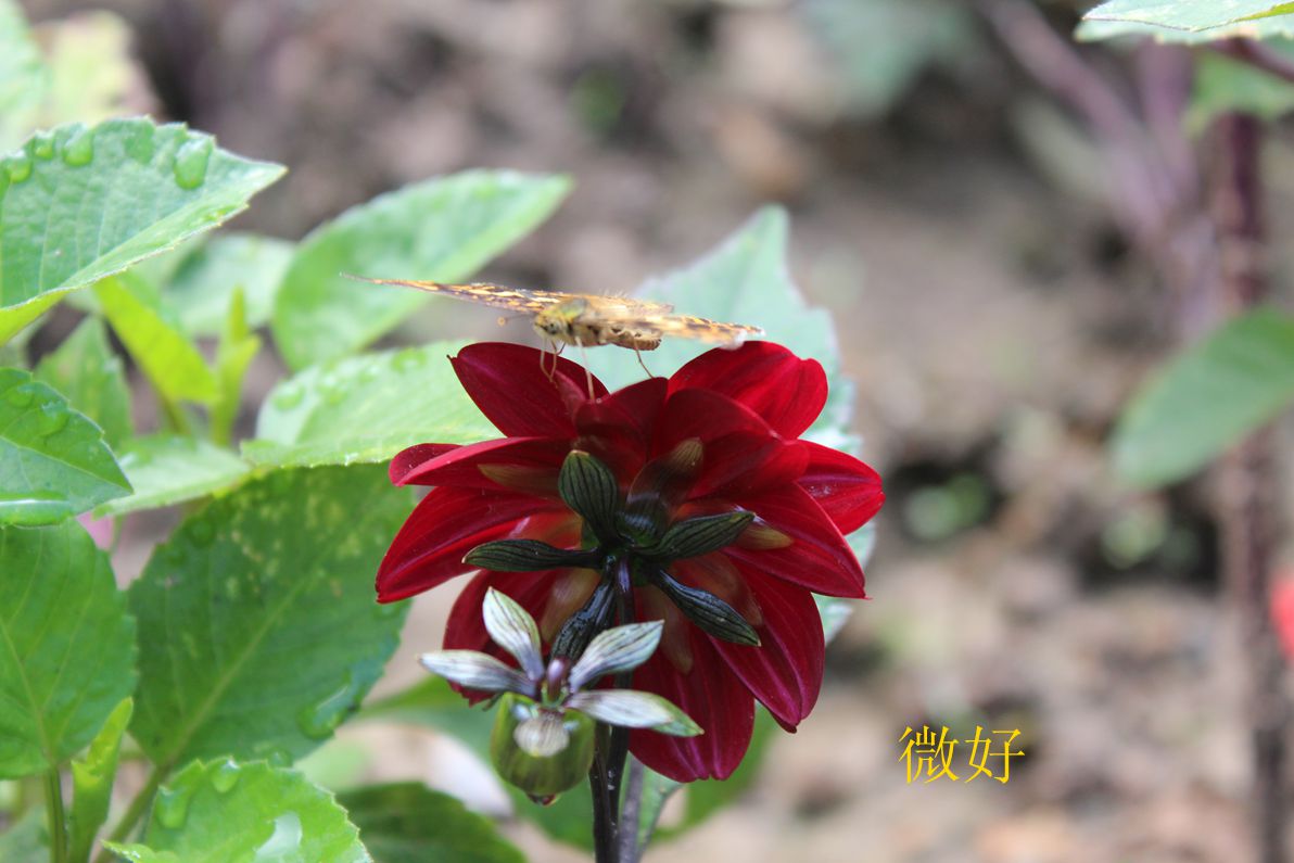 IMG_7986_.jpg