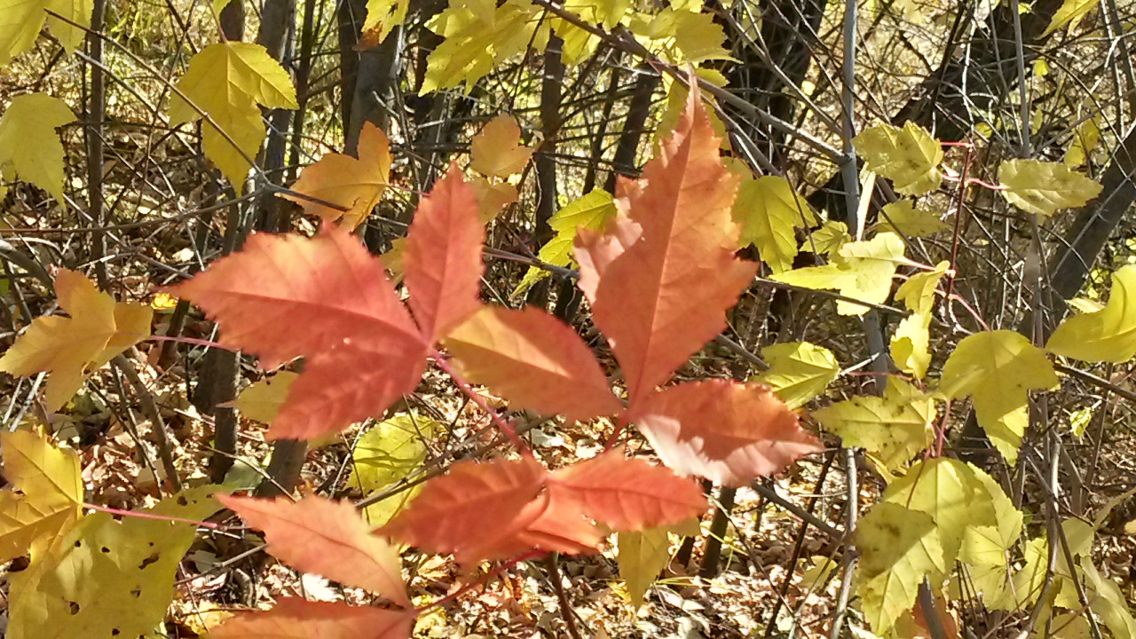 20141011_141642_Richtone(HDR).jpg