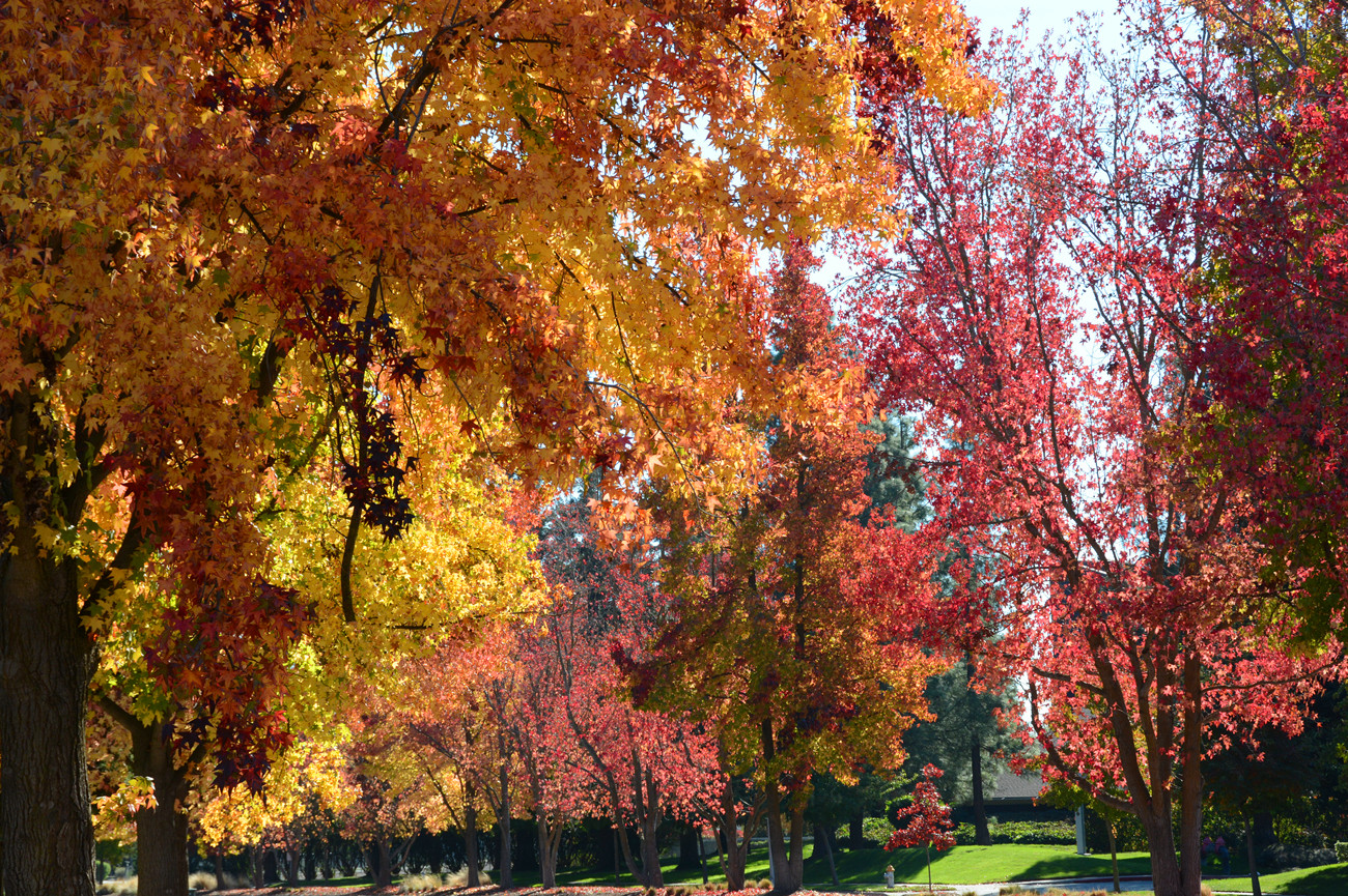 DSC_9229_68.jpg