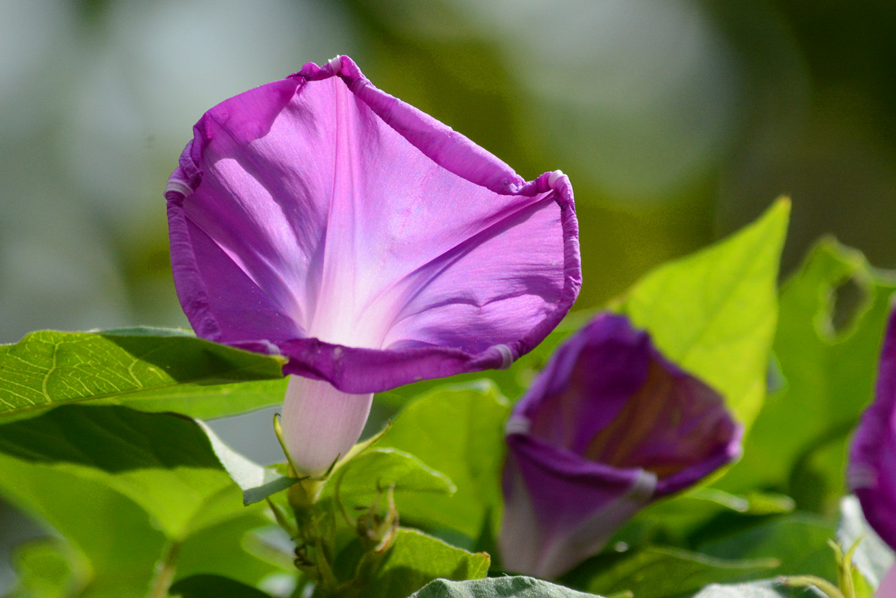 DSC_4809_778.jpg