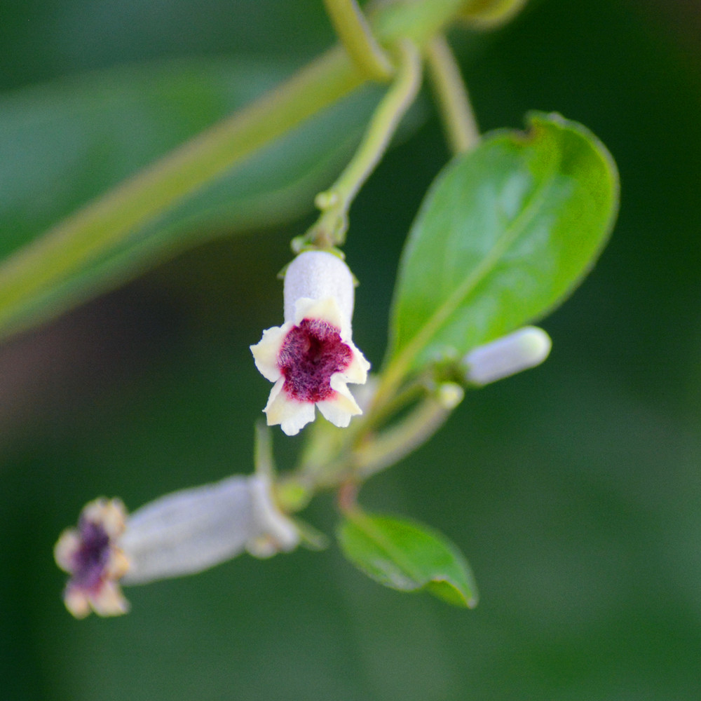 DSC_4368_234.jpg