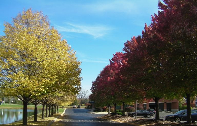 tree1.JPG