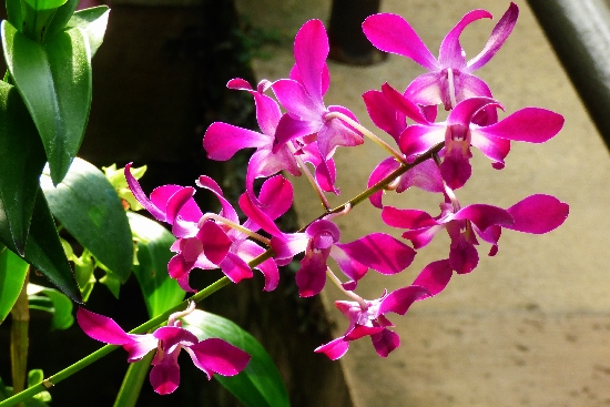 P1060953_dh.JPG