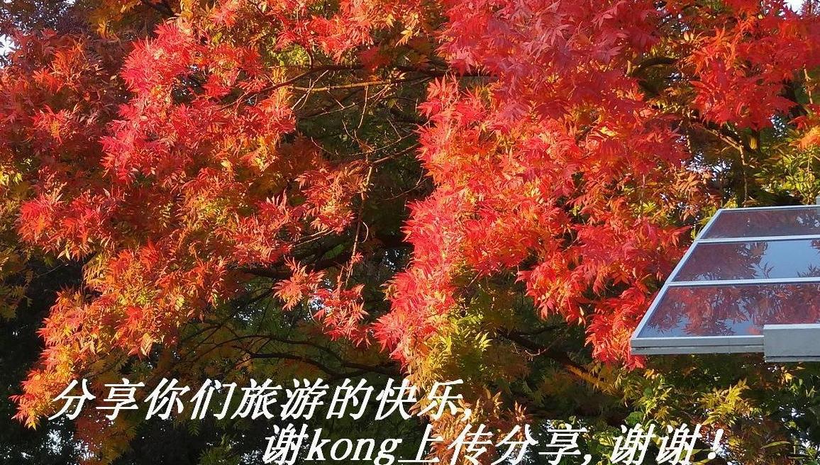 лkongֺ֧͹,лл.JPG