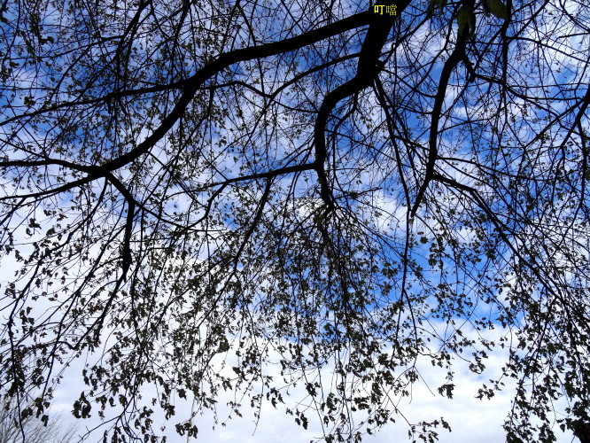 DSC04118a_1.jpg