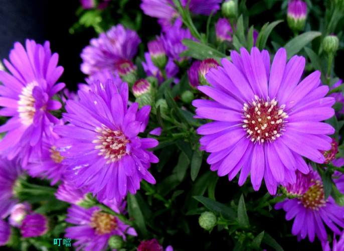 DSC03258k_1.jpg