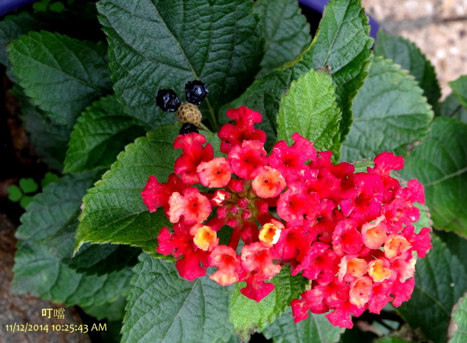 DSC04072b_1.jpg