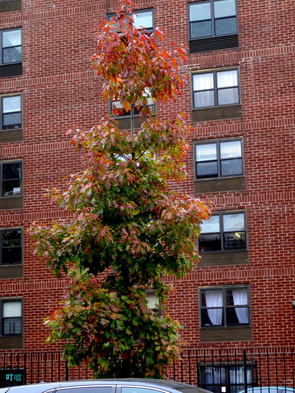 DSC04055a_1.jpg