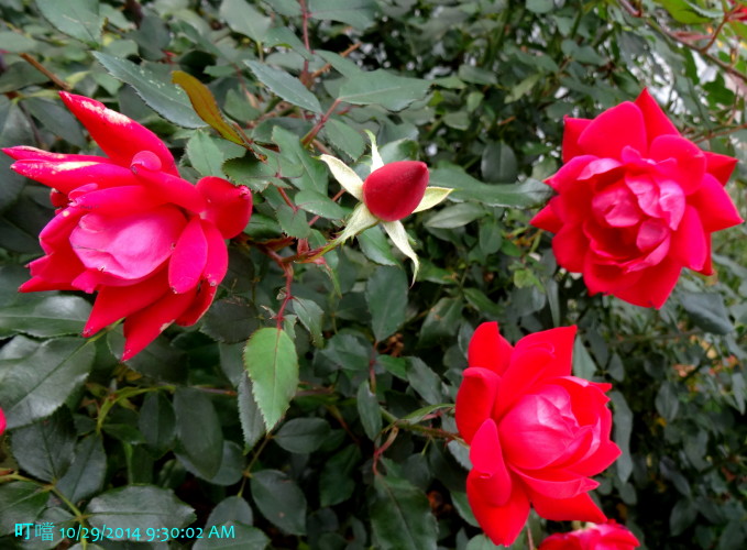 DSC04027a_1.jpg
