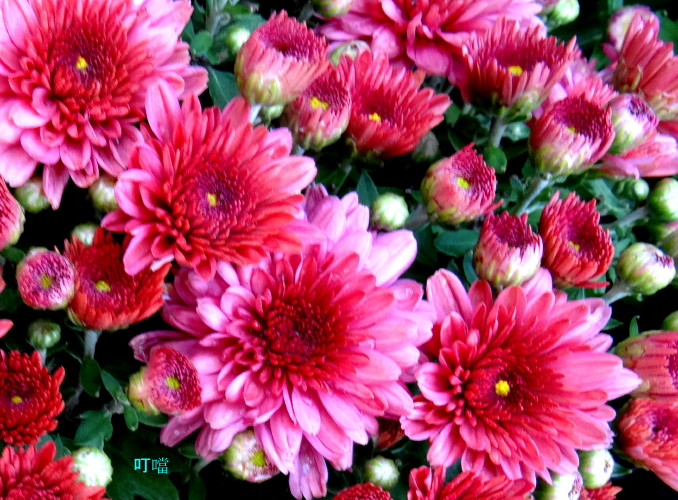 DSC03254k_1.jpg