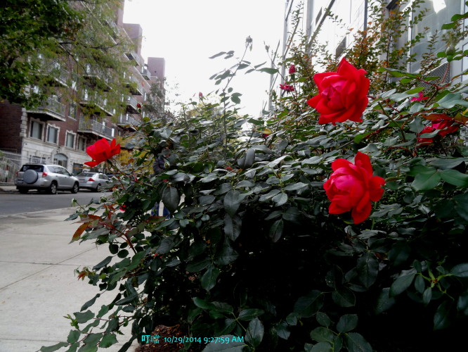 DSC04024a_1.jpg