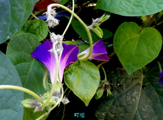 DSC03950d_1.jpg