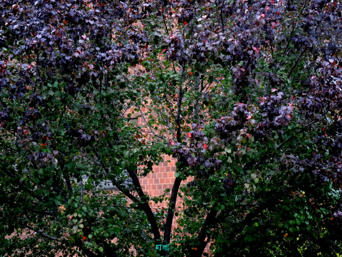 DSC04061a_1.jpg