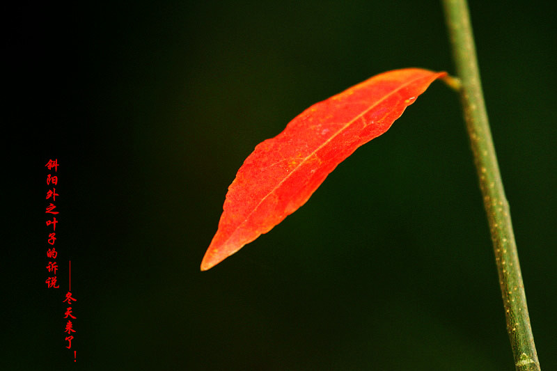 _MG_24062014--8-8-1_.jpg