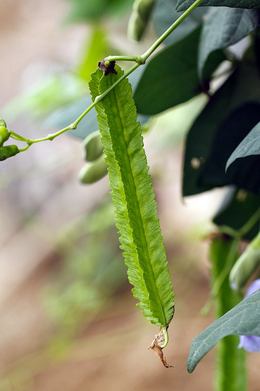 _MG_24962014--8-8-1.JPG