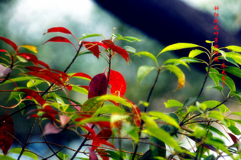 _MG_23632014--8-8-1_.jpg