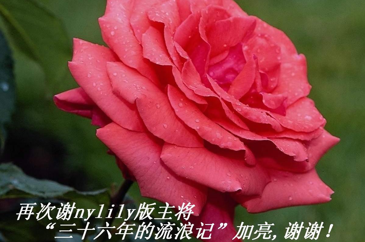 ٴлnylilyʮ˼ǡ,лл.JPG