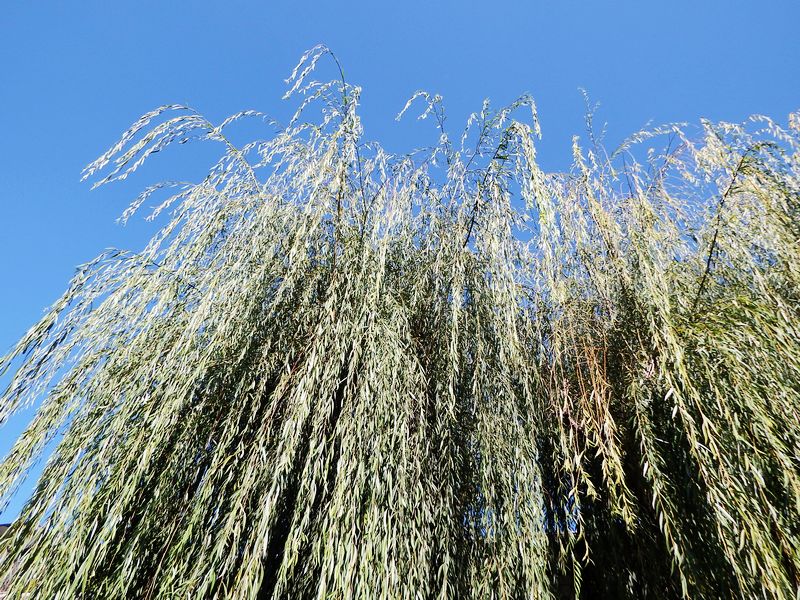 DSCF7791.jpg