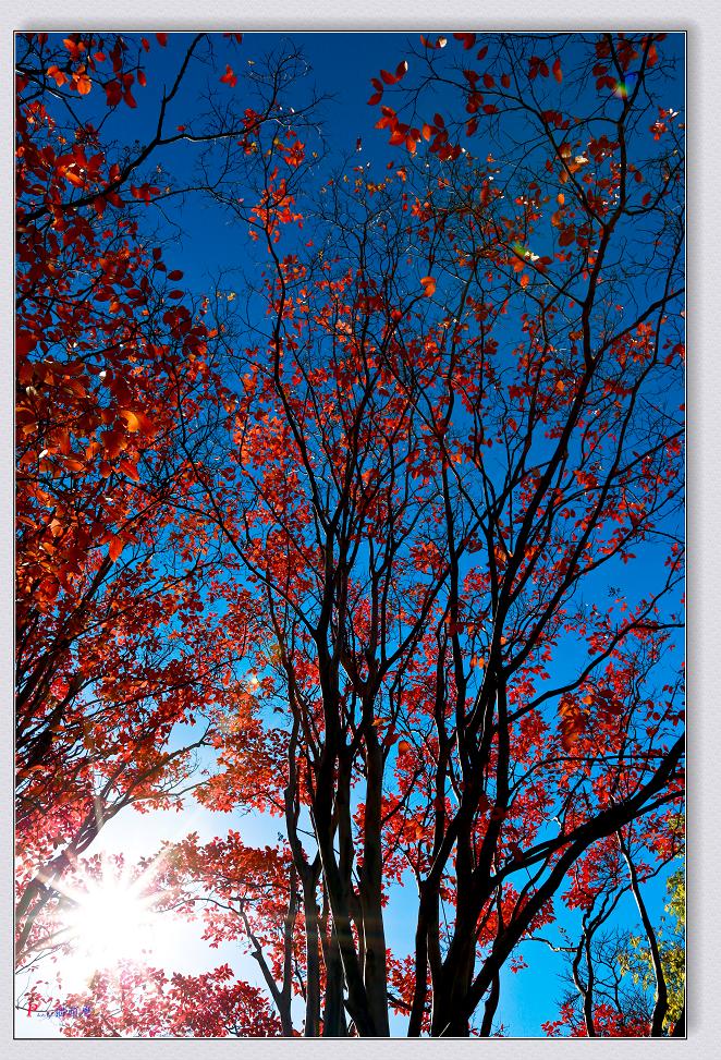 �}�u -11-15-2014��ɫ-2 210-2.jpg