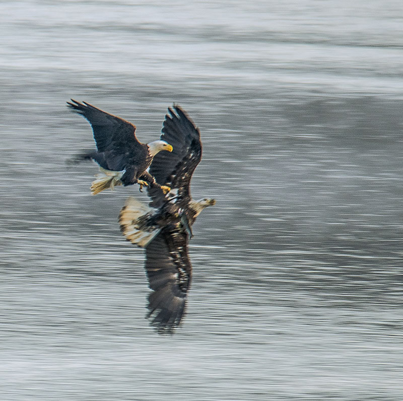 DSC_0450s..jpg
