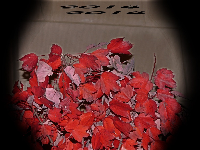 l1770550_conew1.jpg