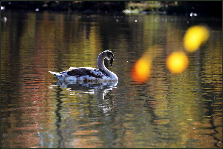 DSC_9617.jpg