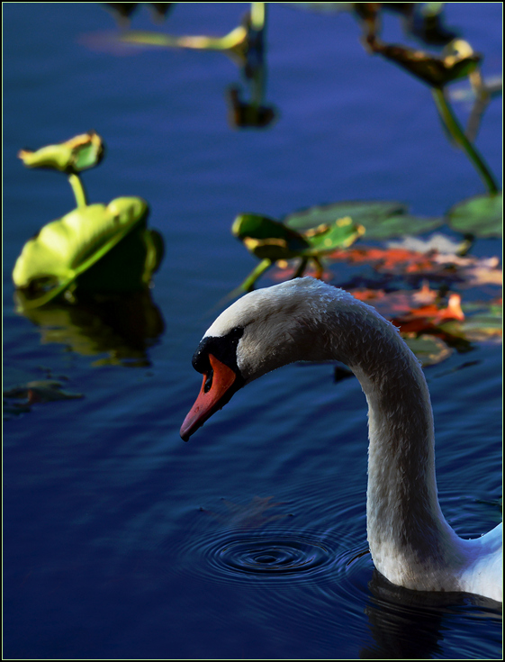 DSC_0274.jpg