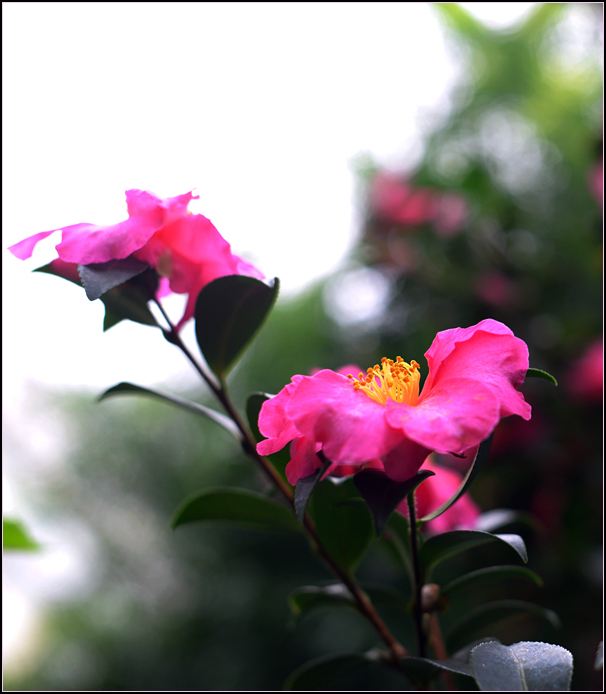 DSC_1376.jpg