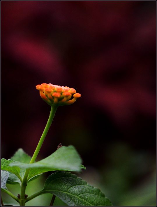 DSC_1386.jpg