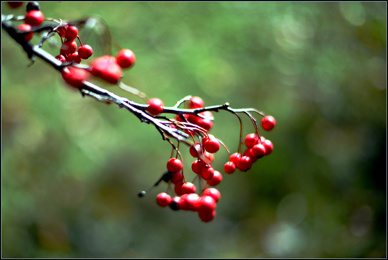 DSC_0432.jpg