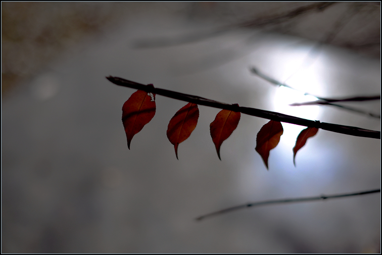 DSC_0479.jpg