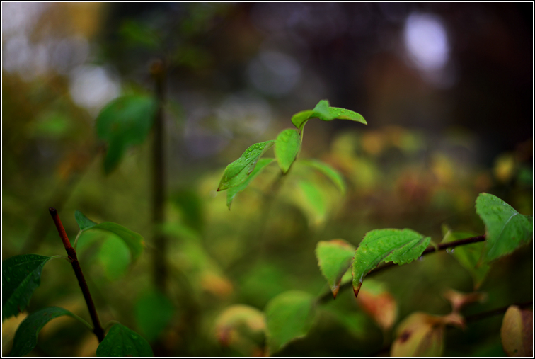 DSC_9293.jpg
