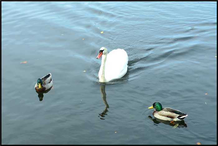 DSC_6011.jpg