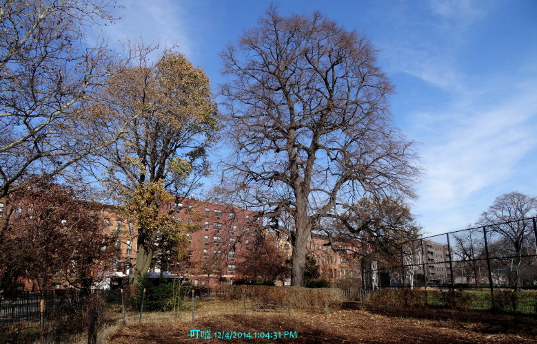 DSC04339a_1.jpg