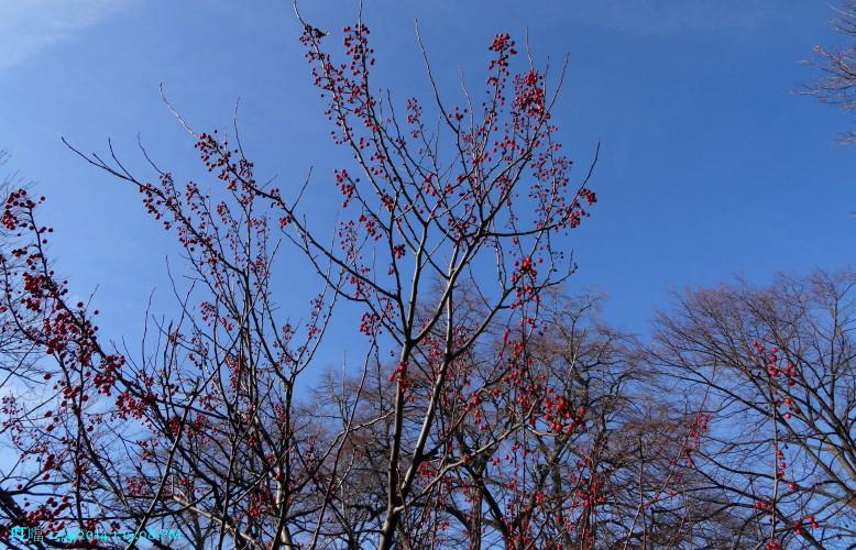 DSC04350a_1.jpg