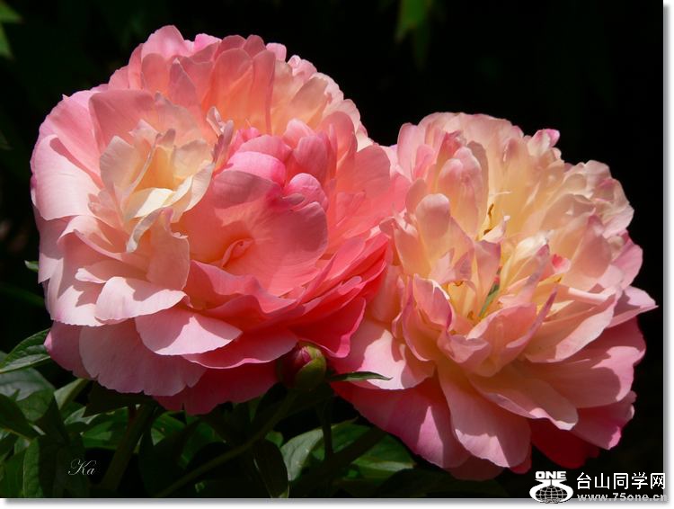 flowers 11--11--14 604.jpg