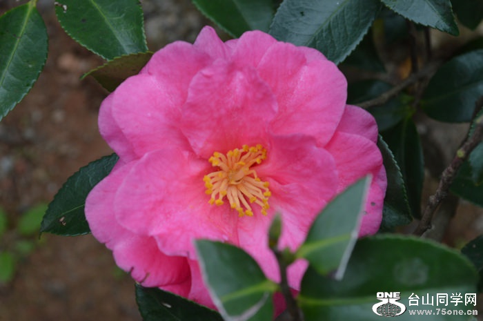 DSC_0131.JPG