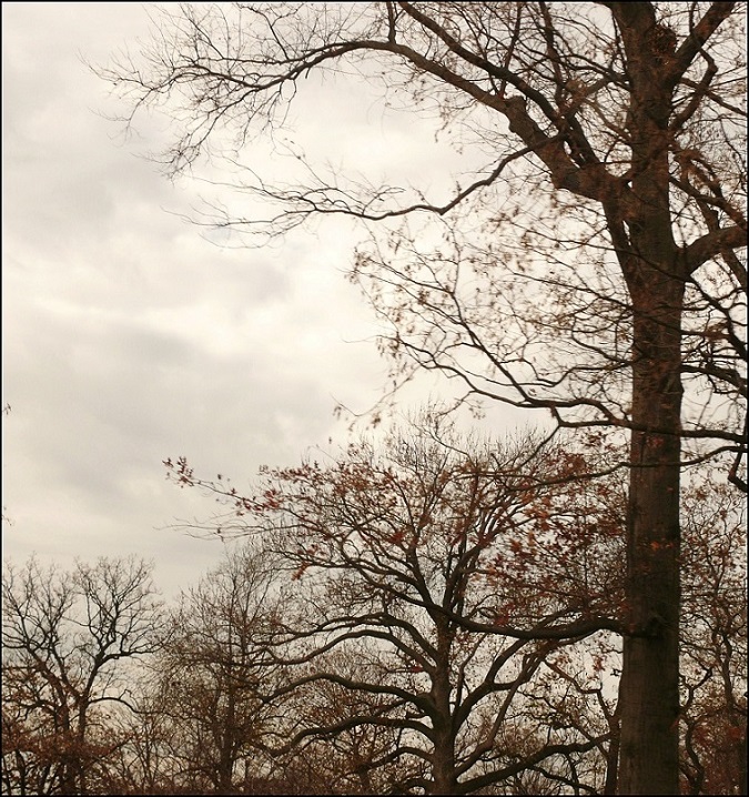 l1920183_conew1.jpg