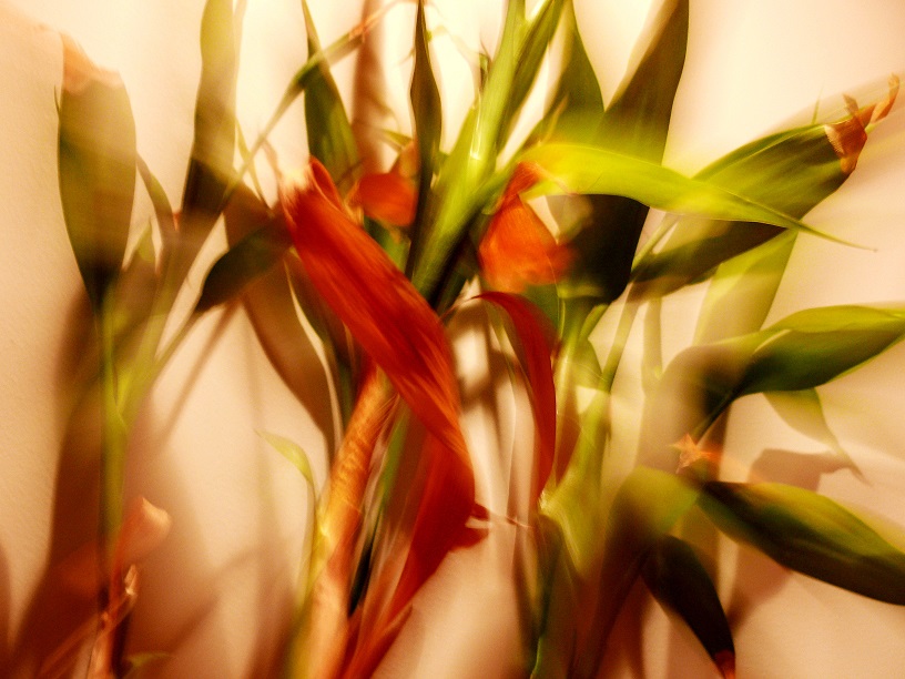 l1960089_conew1.jpg