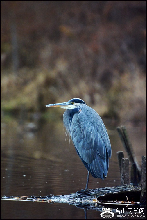 DSC_6333.jpg