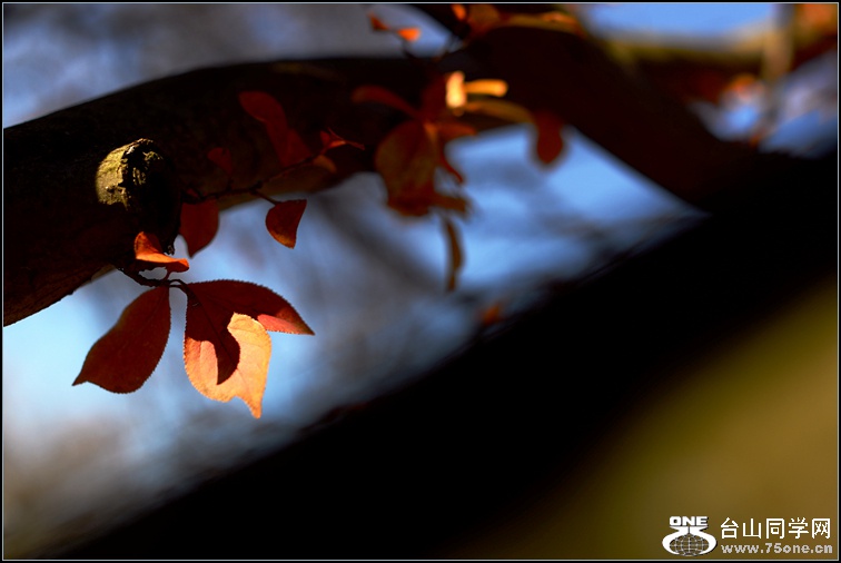 DSC_0506.jpg