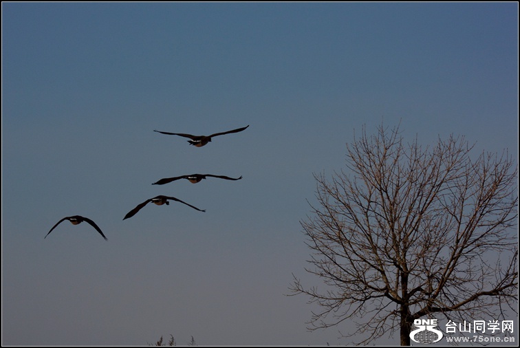 DSC_6453.jpg