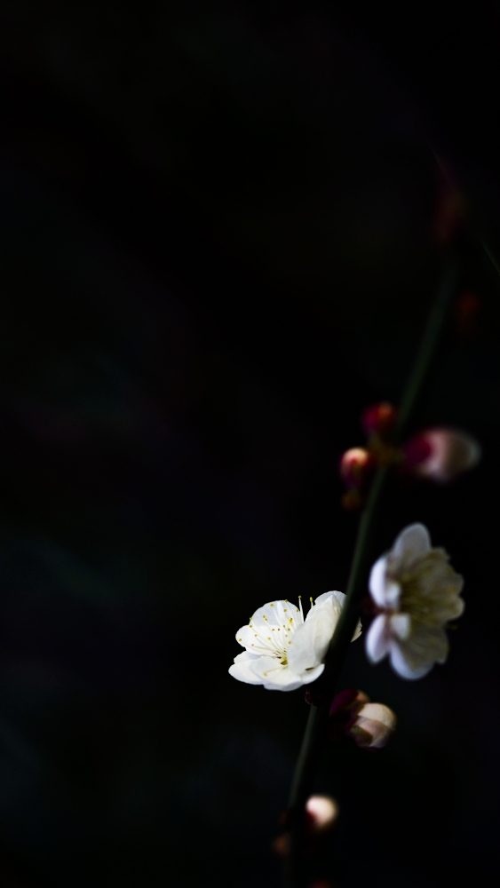 _DSC2867_01.JPG